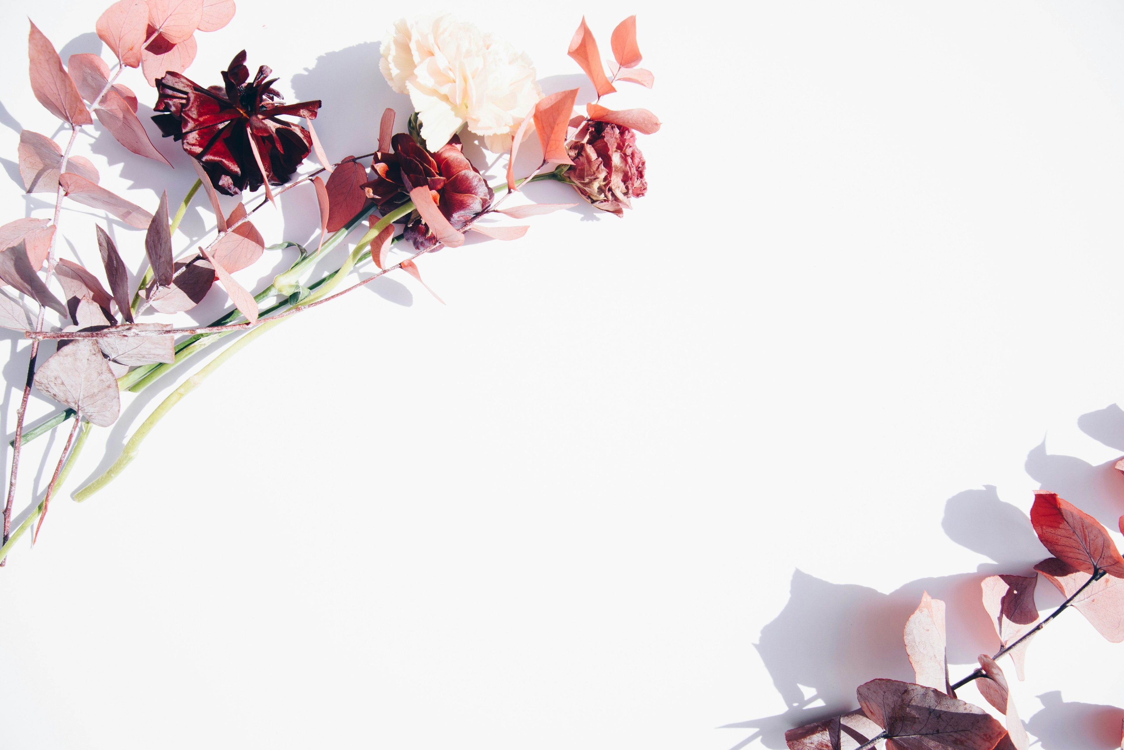 pink flowers
